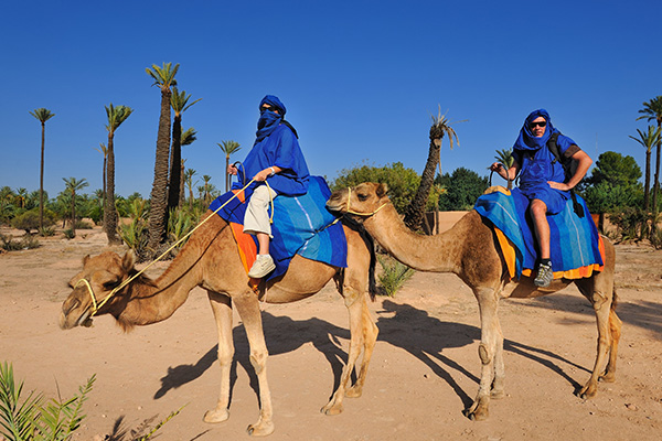 chameau palmeraire Marrakech Maroc